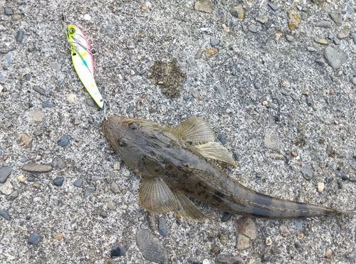 マゴチの釣果