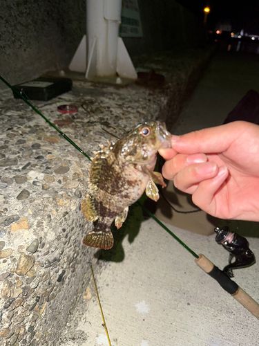 タケノコメバルの釣果