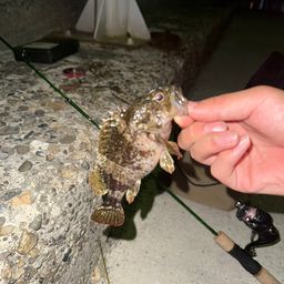 タケノコメバル