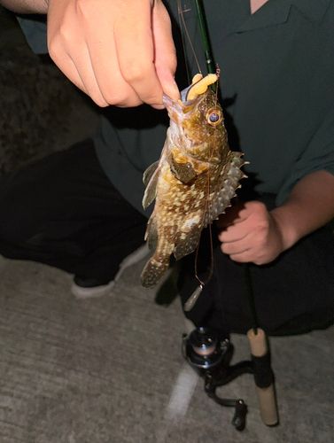 タケノコメバルの釣果