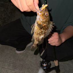 タケノコメバル