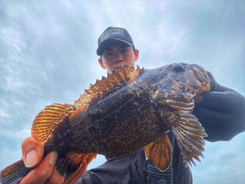 ムラソイの釣果