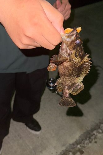 タケノコメバルの釣果