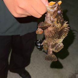 タケノコメバル