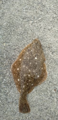 カレイの釣果