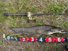 マナマズの釣果