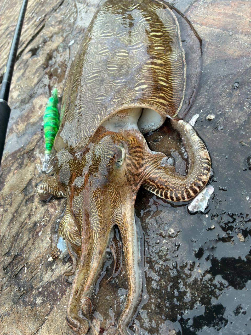 モンゴウイカ
