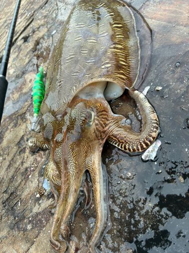 モンゴウイカの釣果