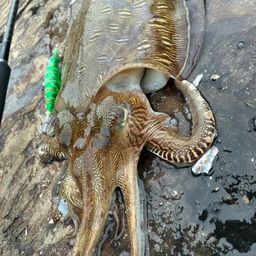 モンゴウイカ