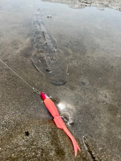 マゴチの釣果