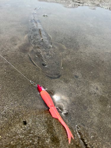 マゴチ