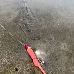 マゴチ