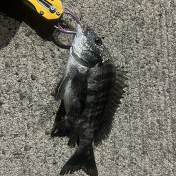 チヌ