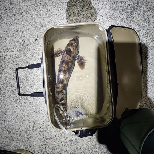 アイナメの釣果