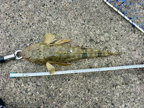 マゴチの釣果