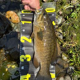 スモールマウスバス