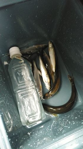アユの釣果