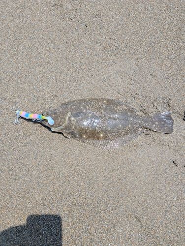 ソゲの釣果