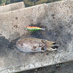 コウイカ