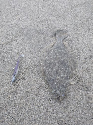 ソゲの釣果