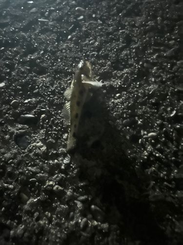 ハゼの釣果