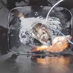 チヌ