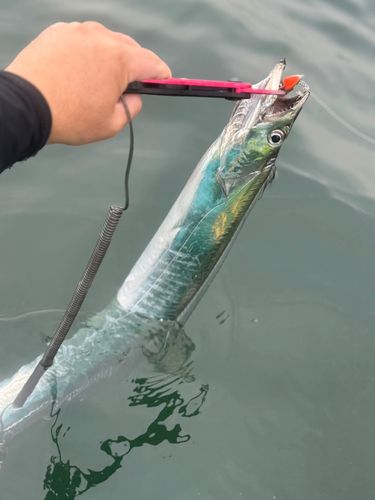 タチウオの釣果