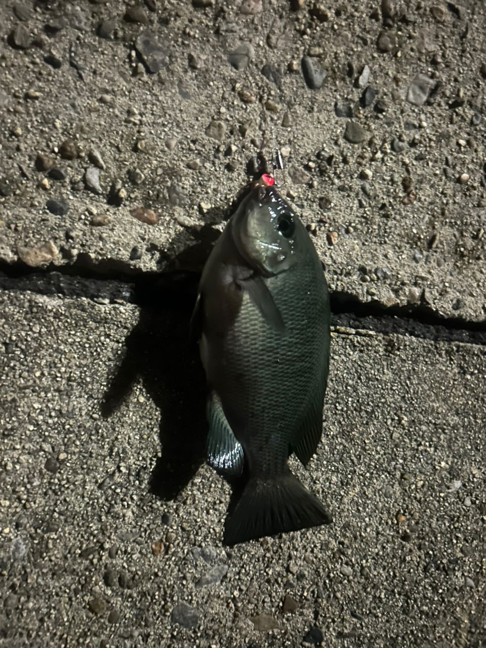 グレ