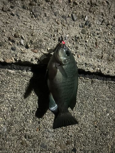 グレの釣果