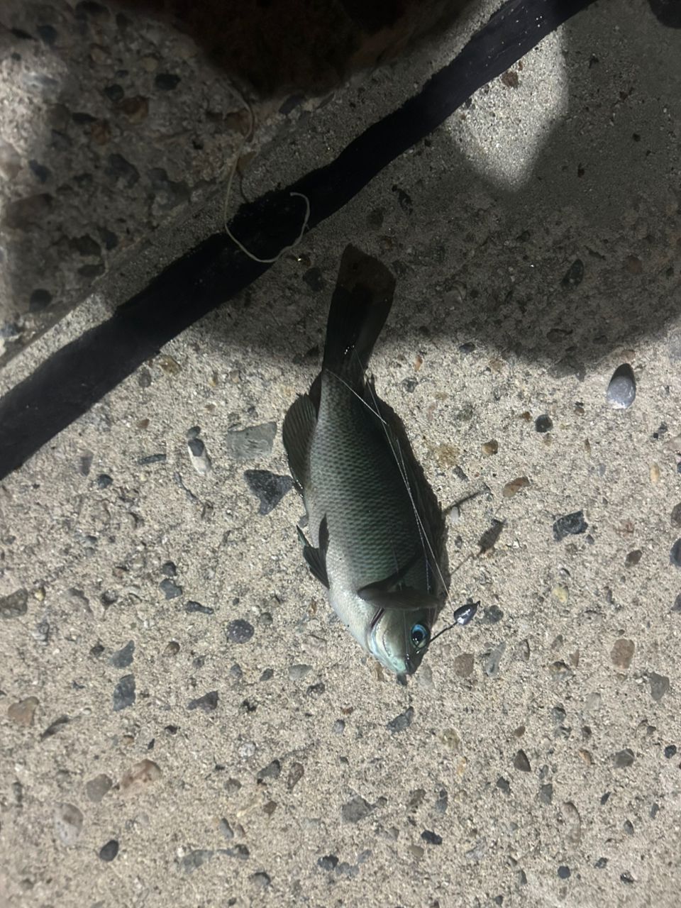 グレ