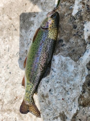 ニジマスの釣果