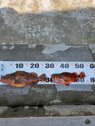 ウッカリカサゴの釣果