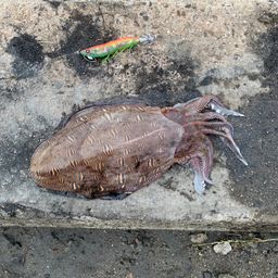 モンゴウイカ