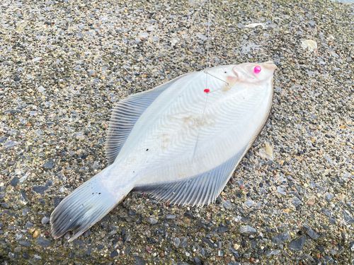 カレイの釣果