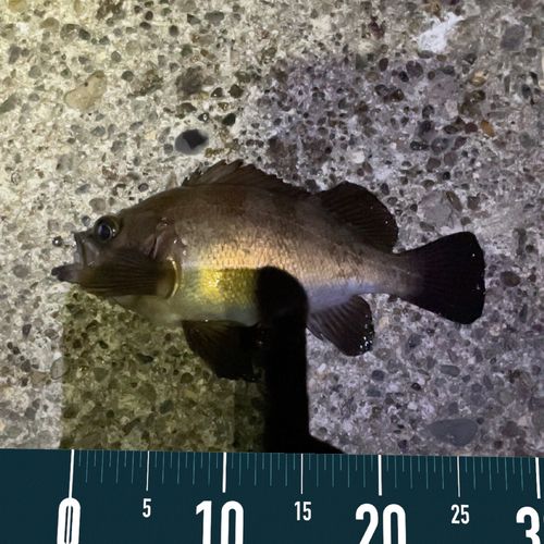 シロメバルの釣果