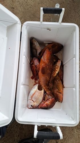 キジハタの釣果