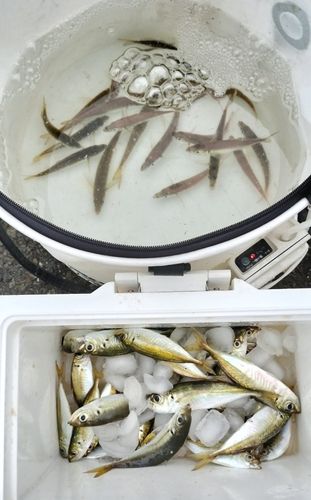 アジの釣果