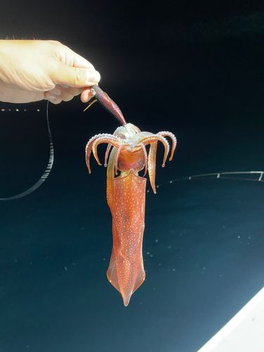 ケンサキイカの釣果