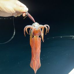 ケンサキイカ