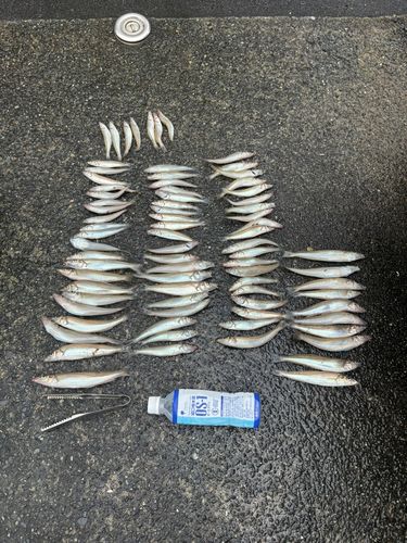 シロギスの釣果
