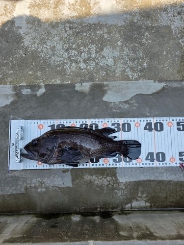 クロソイの釣果
