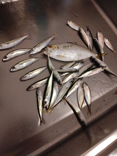 サバの釣果