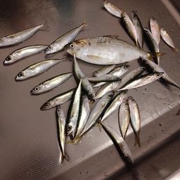 サバ