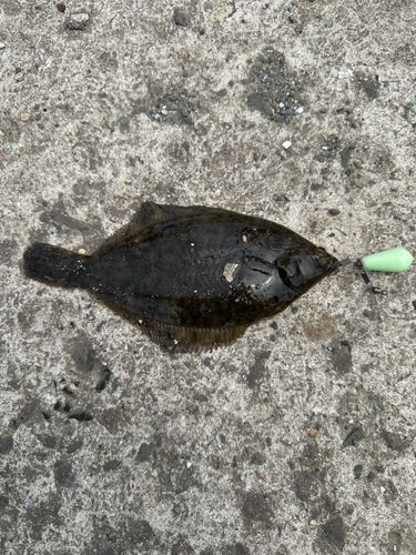 カレイ