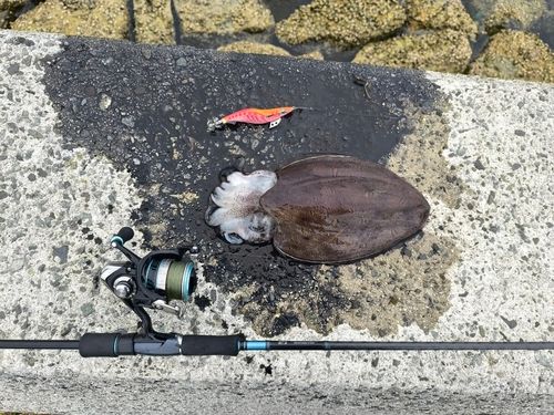 コウイカの釣果
