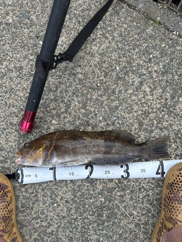 アイナメの釣果