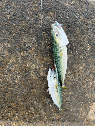サバの釣果