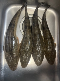 マゴチの釣果