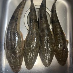 マゴチ