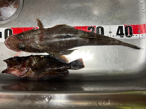 イネゴチの釣果